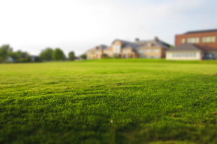 Large summer grass