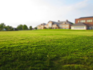 Thumb summer grass